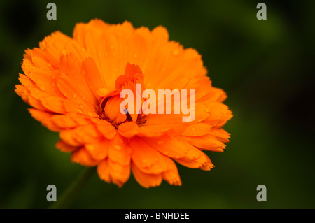 Calendula officinalis 'Orange King', Pot de fleur de soucis, Banque D'Images