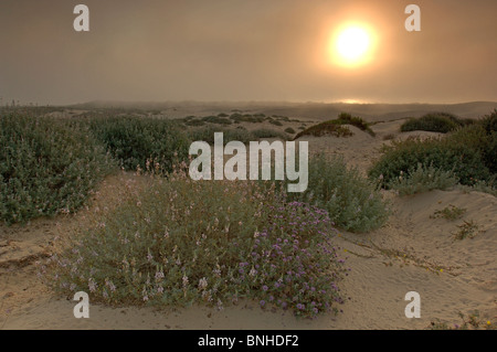 Oceano Usa Californie à Oceano Dunes Sunset construite par Crépuscule Fleurs Paysage Nature Paysage de dunes de sable plage pittoresque United States Banque D'Images