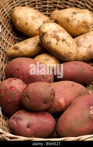 'Fraîchement récolté Arran Pilote' (blanc) et 'Red Duke of York' (rouge) d'abord les pommes de terre dans un panier en osier Banque D'Images