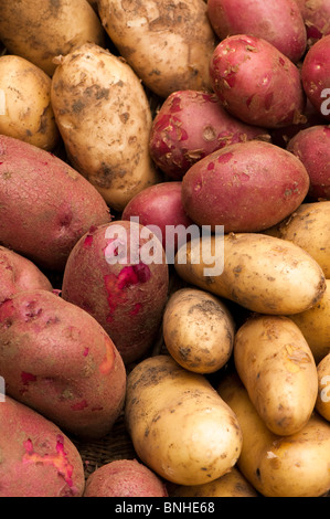 Les pommes de terre fraîchement récoltées en premier sur l'écran : 'Arran, 'Pilote', 'Amorosa Anoe' et 'Red Duke of York' Banque D'Images