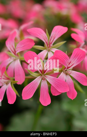 À feuilles de lierre (PELARGONIUM Pelargonium peltatum 'acapulco') Banque D'Images