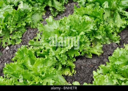 Laitue iceberg (Lactuca sativa var. Capitata) Banque D'Images