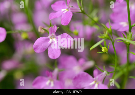 Lobelia chant (lobelia erinus 'laguna' lilas céleste) Banque D'Images