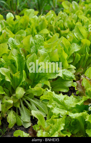 Laitue à feuilles volantes (Lactuca sativa var. Crispa) Banque D'Images