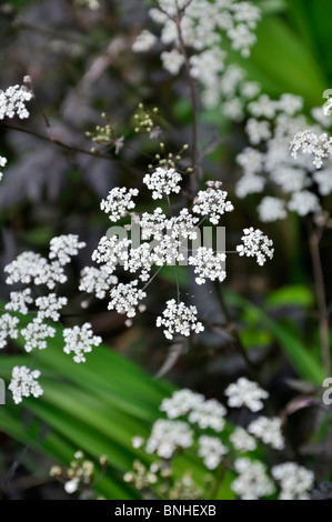 (Cerfeuil sauvage Anthriscus sylvestris 'ravenswing') Banque D'Images