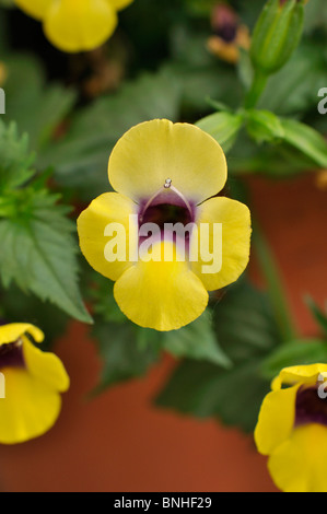 Fleur de triangle (Torenia fournieri 'yellow moon') Banque D'Images