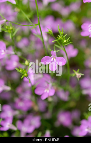 Lobelia chant (lobelia erinus 'laguna' lilas céleste) Banque D'Images