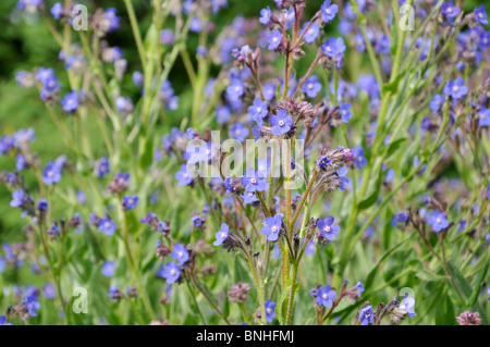 Grand bleu orcanette (Anchusa azurea) Banque D'Images