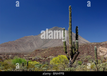 Mexique San Ignacio Baja California Sur Tres Virgenes Volcan près de San Ignacio Montagnes Paysage Nature Paysage sec Cactus Banque D'Images