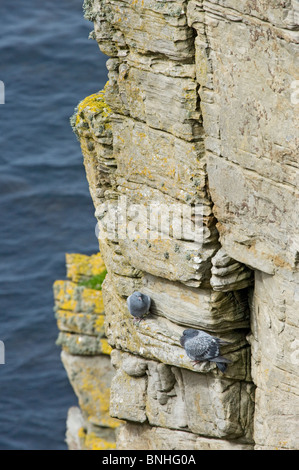 Pigeon biset - Columba livia falaise sur paire Marwick Head réserve RSPB BI020106 continentale Orkney Banque D'Images