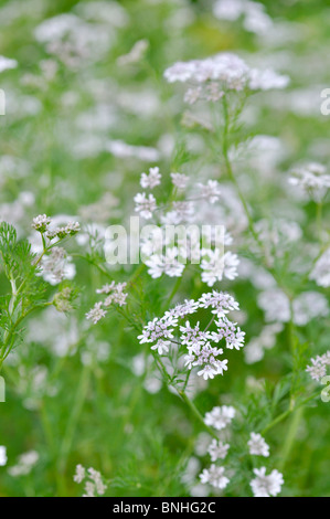 La coriandre (Coriandrum sativum) Banque D'Images