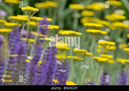 Fernleaf achillée (achillea filipendulina 'coronation gold') et la sauge (salvia nemorosa) Banque D'Images