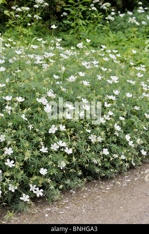 Géranium sanguin (Geranium sanguineum 'Album') Banque D'Images