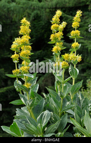 Grande Gentiane jaune (Gentiana lutea) Banque D'Images