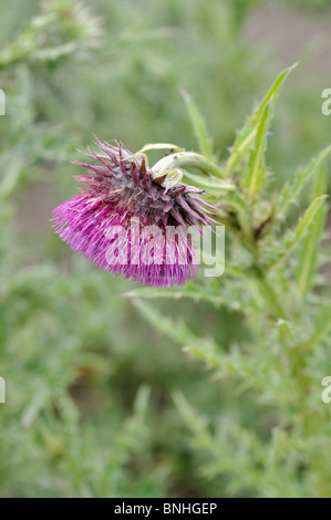 Le musc chardon (Carduus nutans) Banque D'Images