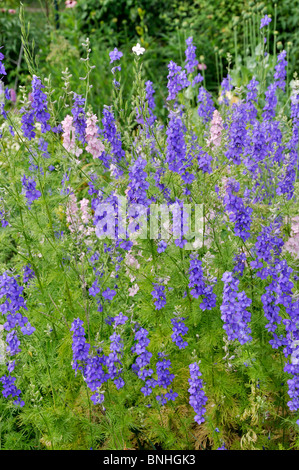 Delphinium consolida ajacis (fusée) Banque D'Images