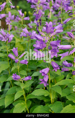 Une plus grande campanule (Campanula latifolia) Banque D'Images