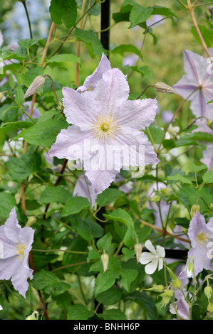 Clematis (clematis Blue Angel) Banque D'Images