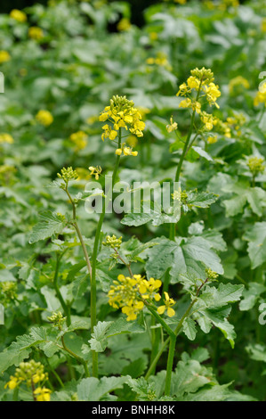 La moutarde blanche (Sinapis alba syn. Brassica alba) Banque D'Images