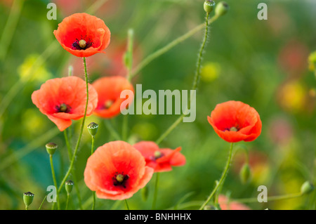 Coquelicots Banque D'Images