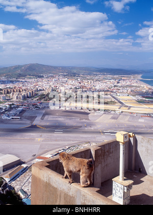 Espagne gibraltar cadiz andalousie Province Rock Vue Aérienne Vue aérienne vues animal animaux Macaque de Barbarie Ville jumelles binoculaires Banque D'Images