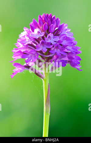 Anacamptis pyramidalis orchidée pyramidale (floraison), Kent, Angleterre. Banque D'Images