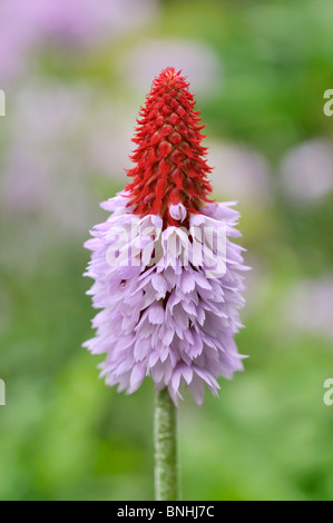 Primevère (primula vialii poker) Banque D'Images