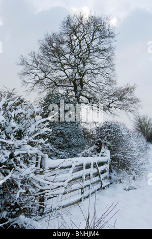 Gate, haie et arbre de chêne recouvert de neige, scène rurale, la fin de l'après-midi, Kent, Angleterre. Banque D'Images