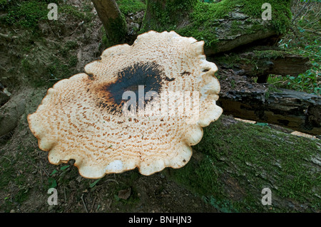 La dryade (Polyporus squamosus) Selle des organes de fructification, Kent, Angleterre. Banque D'Images