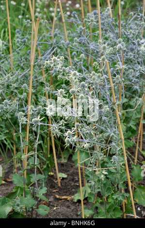 (Eryngo bleu Eryngium planum 'blaukappe') Banque D'Images