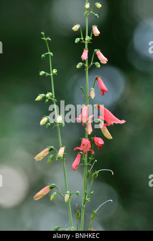 Red Beard timon (Penstemon barbatus) Banque D'Images