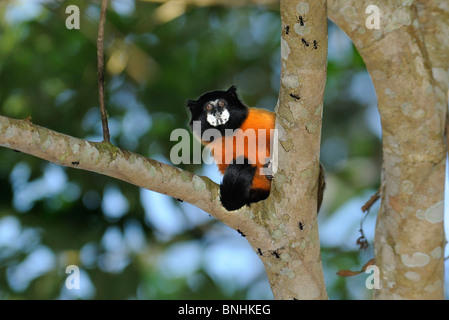 L'Equateur de Tamarin à mante dorée Saguinus tripartitus Monkey Napo Wildlife Center Parc national Yasuni communauté Quechua Amazonia Banque D'Images