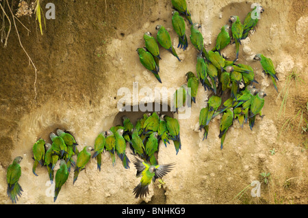 Perruche à tête sombre des Équateur Aratinga weddellii collpa de perroquets perroquet Napo Wildlife Center Parc national Yasuni Quechua Banque D'Images