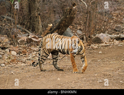 Tiger walking dans l'ouvert dans le Parc National de Ranthambhore, Inde Banque D'Images