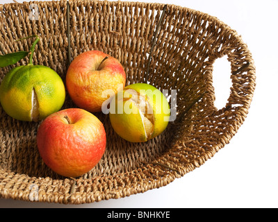 Mauvais fruits représentent des problèmes dans l'agriculture. Banque D'Images