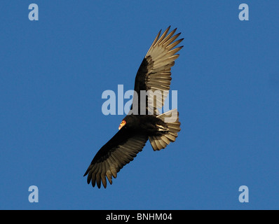 L'équateur plus grand vautour à tête jaune Cathartes melambrotus Parc National Cotopaxi Andes vulture bird of prey flying Banque D'Images