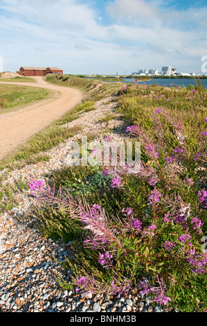 La réserve RSPB dormeur, les ornithologues se cacher, Kent, Angleterre Banque D'Images