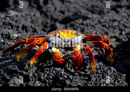 L'Équateur Sally Lightfoot Crab Grapsus Grapsus Las Bachas Santa Cruz Island Îles Galapagos black rock Banque D'Images