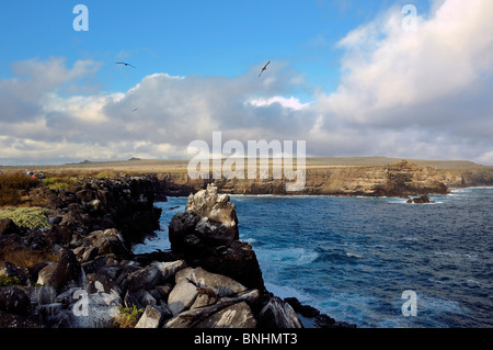 L'Equateur albatros des Galapagos Phoebastria irrorata Punta Suarez Espanola Island Îles Galapagos coast sea ocean rock Marine Iguana Banque D'Images