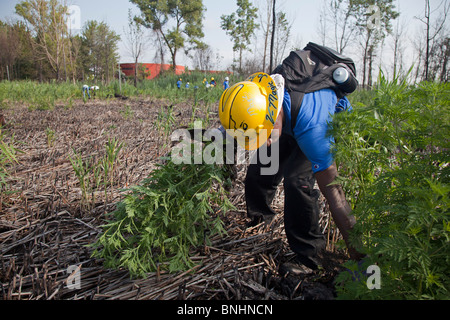 Les étudiants qui travaillent dans le programme d'emplois d'été déposer les Plantes envahissantes des milieux humides de la région de City Park Banque D'Images