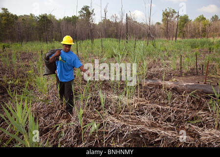 Les étudiants qui travaillent dans le programme d'emplois d'été déposer les Plantes envahissantes des milieux humides de la région de City Park Banque D'Images