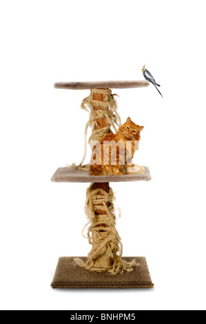 Chat de maison et l'oiseau sur l'éraflure pole Banque D'Images