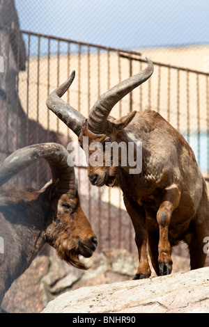 West Caucasian Tur, Capra caucasica. L'animal est dans un zoo. Banque D'Images