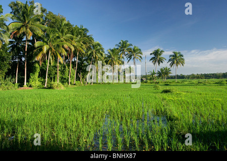Les rizières verdoyantes bordées de palmiers à Bohol, Philippines Banque D'Images