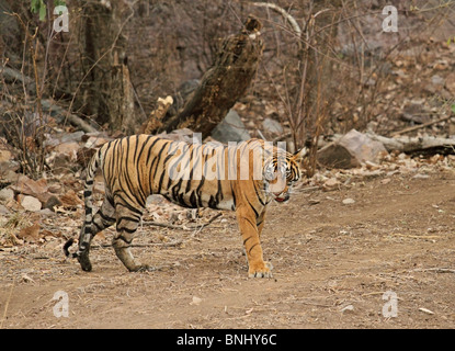 Debout dans le tigre dans le Parc National de Ranthambhore ouvert, Inde Banque D'Images