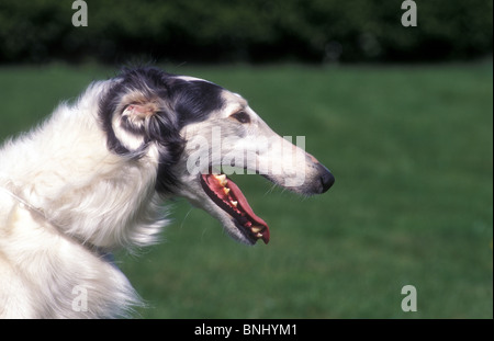 Barzoi barzoï lévrier russe animal Animaux chien animal domestique à l'extérieur de l'extérieur à côté de la race tête portrait visage Banque D'Images