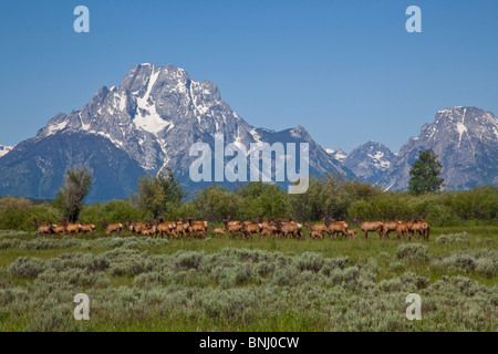 Troupeau de wapitis dans le Grand Teton NP. Banque D'Images