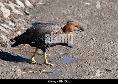 Ouette à tête rousse, Chloephaga rubidiceps. L'animal est dans un zoo. Banque D'Images