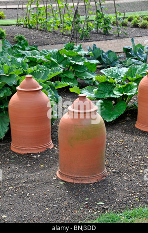 Pots pour forcer la rhubarbe Banque D'Images