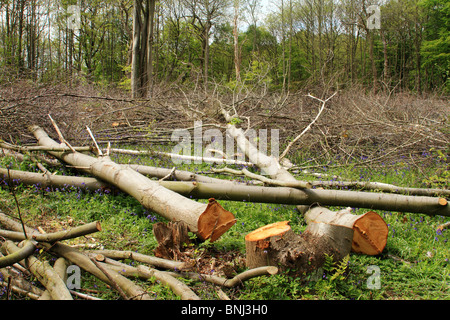 Bois taillis, Norsey Wood, Essex UK Banque D'Images